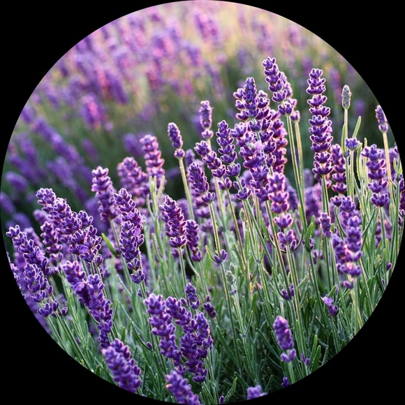 lavendervelvet1